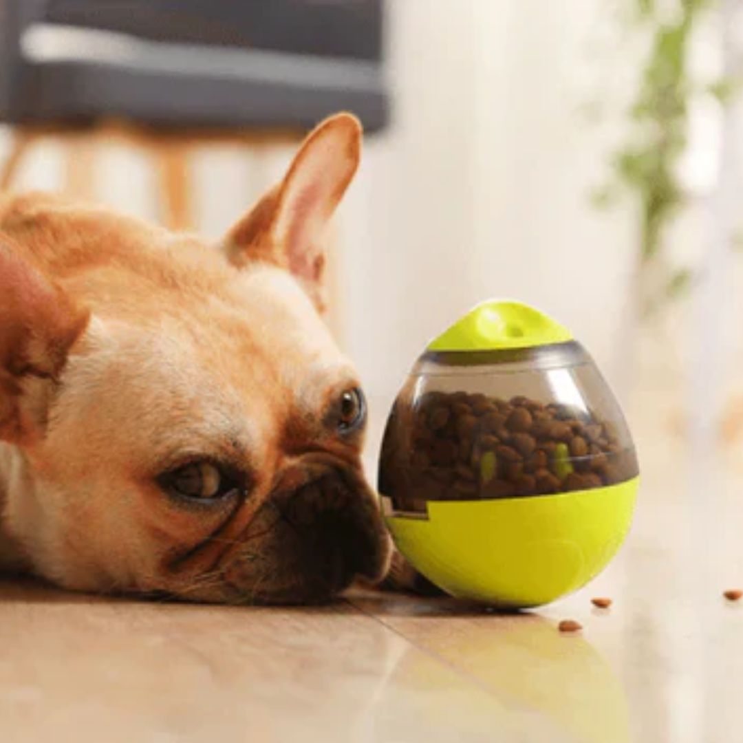 Comedouro Interativo Egg – Alimentação Divertida