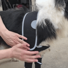 Joelheira Dupla para Patas Dianteiras