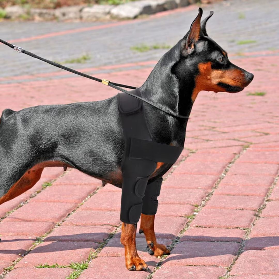 Joelheira Dupla para Patas Dianteiras