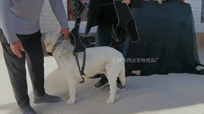 Joelheira Ortopédica para Cães Com Peitoral – Suporte para Joelho e Recuperação velú pet