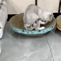 Pá Higiênica com Dispenser para Pets – Limpeza Fácil e Segura