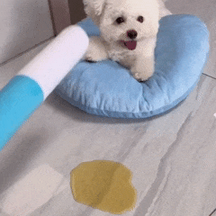 Papel Absorvente Descartável para Pets – 50 Unid.