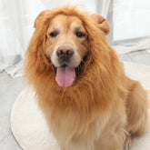 Fantasia de Juba de Leão para Cães e Gatos | Ideal para Pets de Médio e Grande Porte | Perfeita para Sessões de Fotos e Festas Temáticas | Ajustável e Confortável para Uso Prolongado