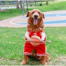 Fantasia Uniforme de Basquete para Cães e Gatos | Para Pets de Todos os Tamanhos | Ideal para Festas e Sessões de Fotos Divertidas | Design Temático, Leve e Confortável