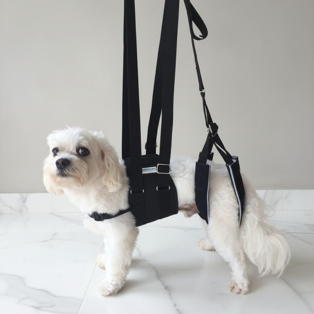 Suporte Auxiliar para Cachorros com Dificuldade de Andar – ConfortWalk™