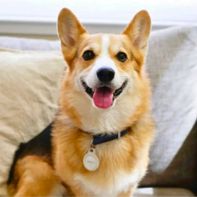 Tag Rastreadora para Pets - Compatível com iPhone (IOS)