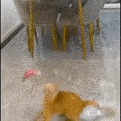 Brinquedo Interativo Coleira Pega-Pena para Gatos –  Estimula o Instinto de Caça e Diversão para Felinos