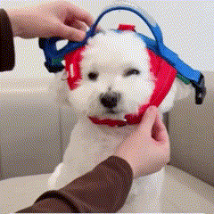 Coleira Peitoral Estilo Sela para Cães Pequenos, Médios e Grandes | Ideal para Caminhadas Seguras ao Ar Livre | Distribui a Pressão Sem Machucar | Ajustável e Confortável