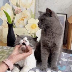 Seringa PetCare – Aplicador de Remédios para Pets com Controle e Segurança