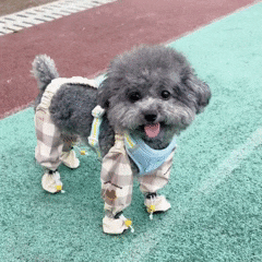 PetGuard RainSuit™ — Macacão Impermeável Refletivo para Passeios com Pets