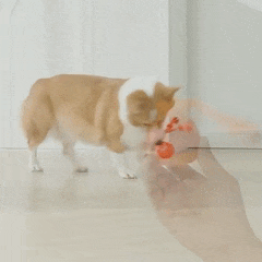 SmartBall Pet™ — Bola Automática com Sensor e Som