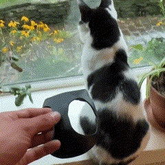 Máscara Batman Para Gatos