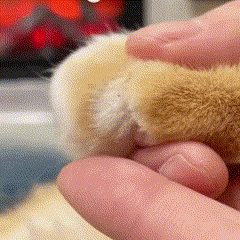Aparador de Unhas com Luz LED e Reservatório para Gatos | Para Tutores que Cuidam da Higiene Pet | Facilita o Corte Seguro e Preciso das Unhas | Design Ergonômico com Níveis de Lâmina e Coletor de Resíduos