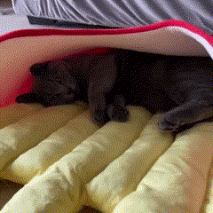Cama Divertida em Formato de Batata Frita para Cães e Gatos | Ideal para Pets Pequenos e Médios | Oferece Conforto e Estilo Único | Design Temático e Lavável