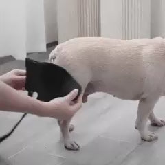 Joelheira Ajustável para Cães – Alívio da Dor Ortopédico